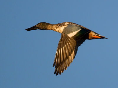 Northern Shoveler