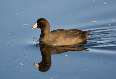 American Coot