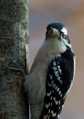 Downy Woodpecker