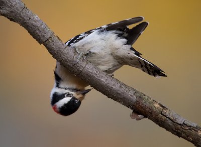 Downy Woodpecker