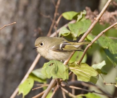 wilsons_warbler
