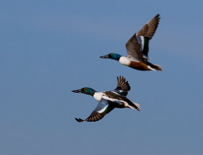 _I3W7756 Northern Shovelers
