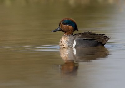 _I3W7834  Green-winged Teal