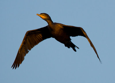 _I3W7978  Neotropic Cormorant