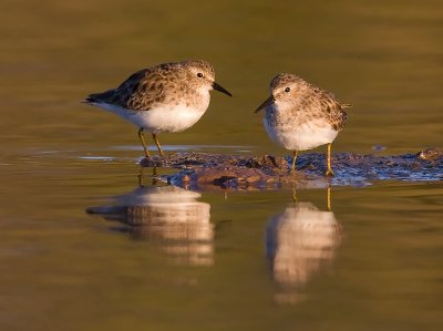 _I3W8058  Least Sandpipers