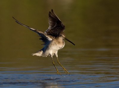 _I3W8167 Long-billed Dowitcher