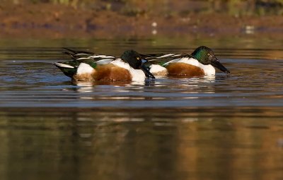 _I3W8195 Northern Shovelers displaying
