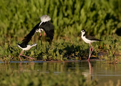 _I3W8281  Black-necked Stilts