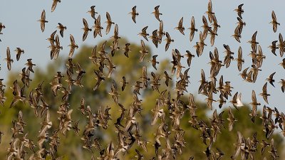 _I3W8472  Least Sandpipers