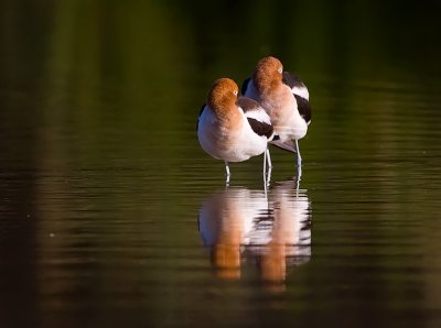 _I3W8671 American Avocets