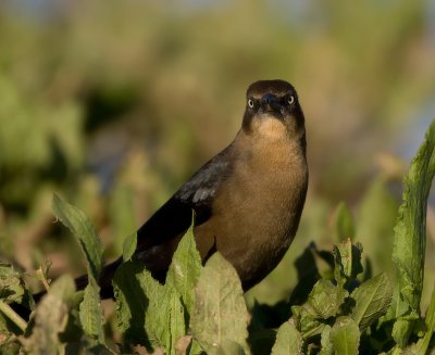 _I3W8679  Great-tailed Grackle female