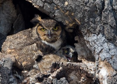 Great-horned Owls and a couple ducks