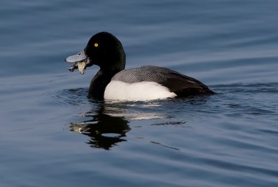 _I3W9716  Greater Scaup
