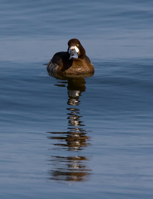 _I3W9744  Greater Scaup female