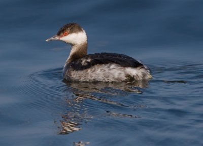 _I3W9810  Horned Grebe female