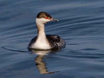 _I3W9823  Horned Grebe female