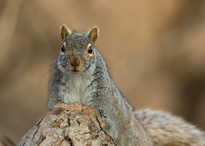 Grey Squirrel 0536