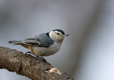 White-breasted Nuthatch 0746