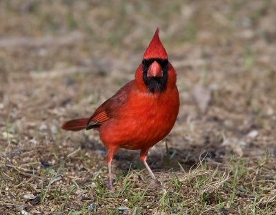 Northern Cardinal 0787