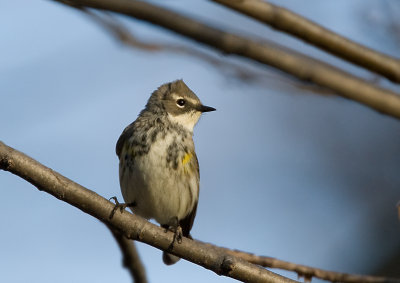 Yellow-rumped Warbler 0382