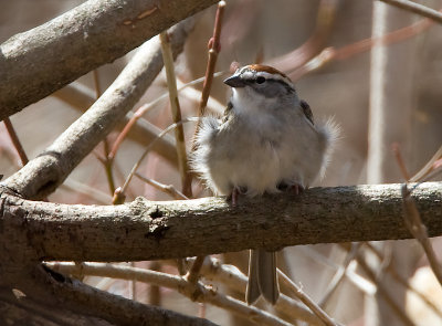 Chipping Sparrow 0604
