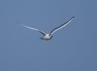 Bonaparte's Gull