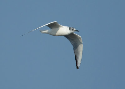 Bonaparte's Gull