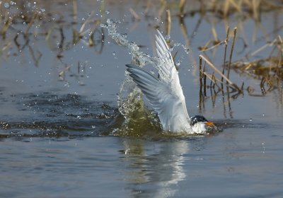 Forster's Tern 1536