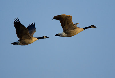 Canada Geese 0861