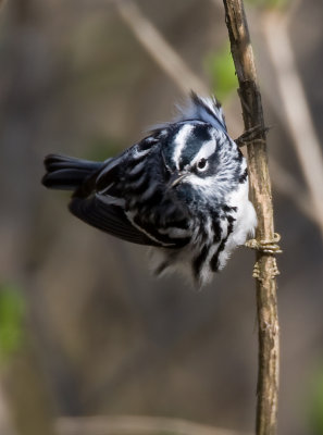 Black and White Warbler 2306