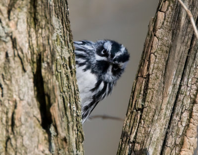Black and White Warbler 2324