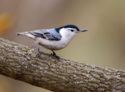 White-breasted Nutchatch 2598