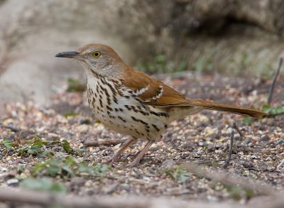 Brown Thrasher 2677