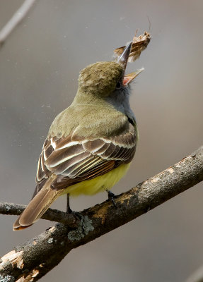 Great-crested Flycatcher 2740