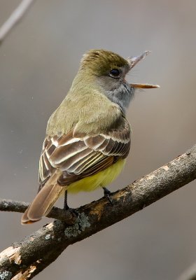 Great-crested Flycatcher 2742