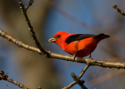 Scarlet Tanager 3213