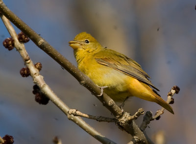 Female Summer Tanager 3313