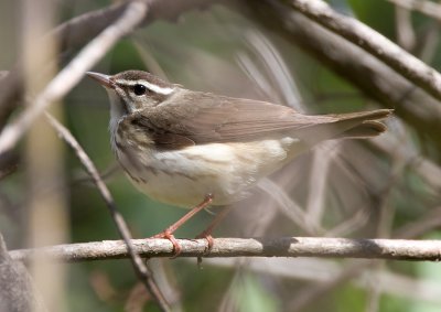 Louisiana Waterthrush 3475