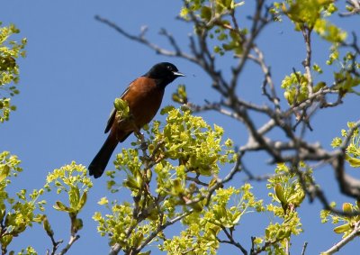 Orchard Oriole 3483