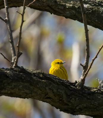Yellow Warbler 3563