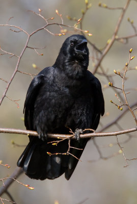 American Crow 4054.jpg