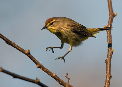 Palm Warbler 4447.jpg