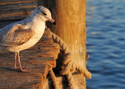 Seagull in deep thought