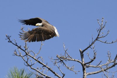 high iso eagle