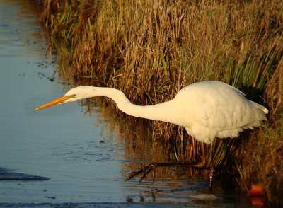 Grote Zilverreiger 1