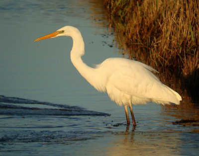 Grote Zilverreiger 2