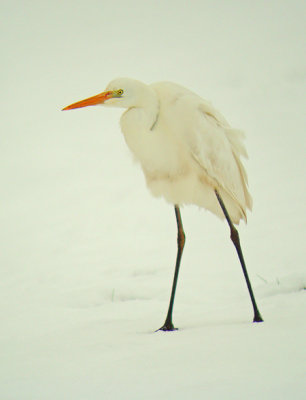 Grote Zilverreiger 4