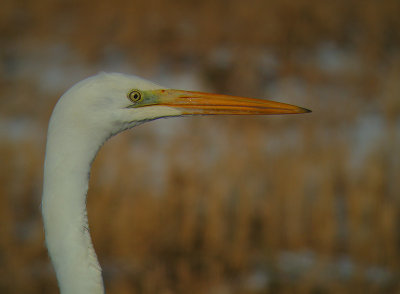 Grote Zilverreiger 6