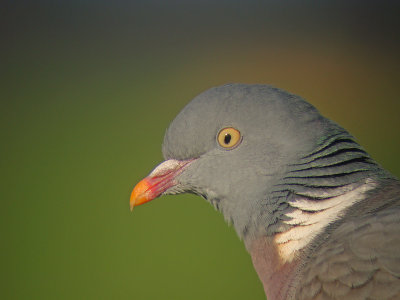 Houtduif 5