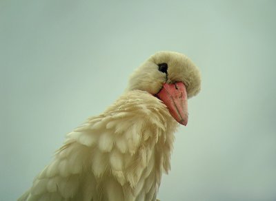Ooievaar 1